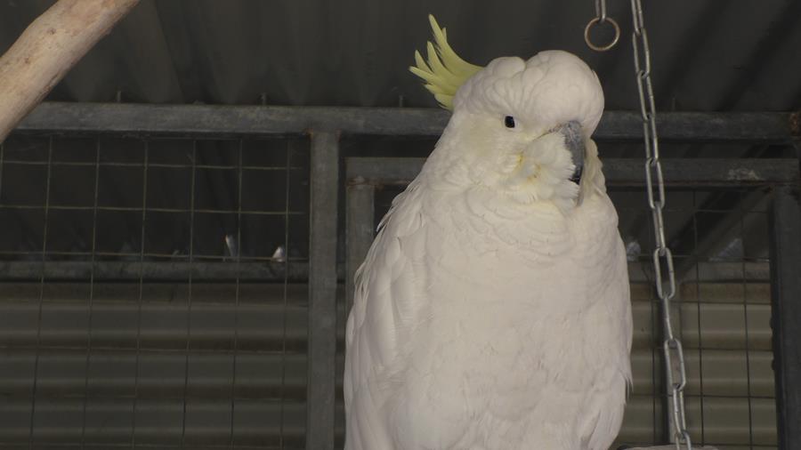 Cockatoo sulphur crested.JPG